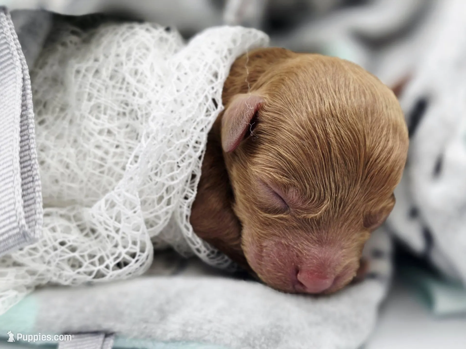 AKC Kingsley, a male Poodle - Toy  for sale in Danville, PA – Photo 4 of 10