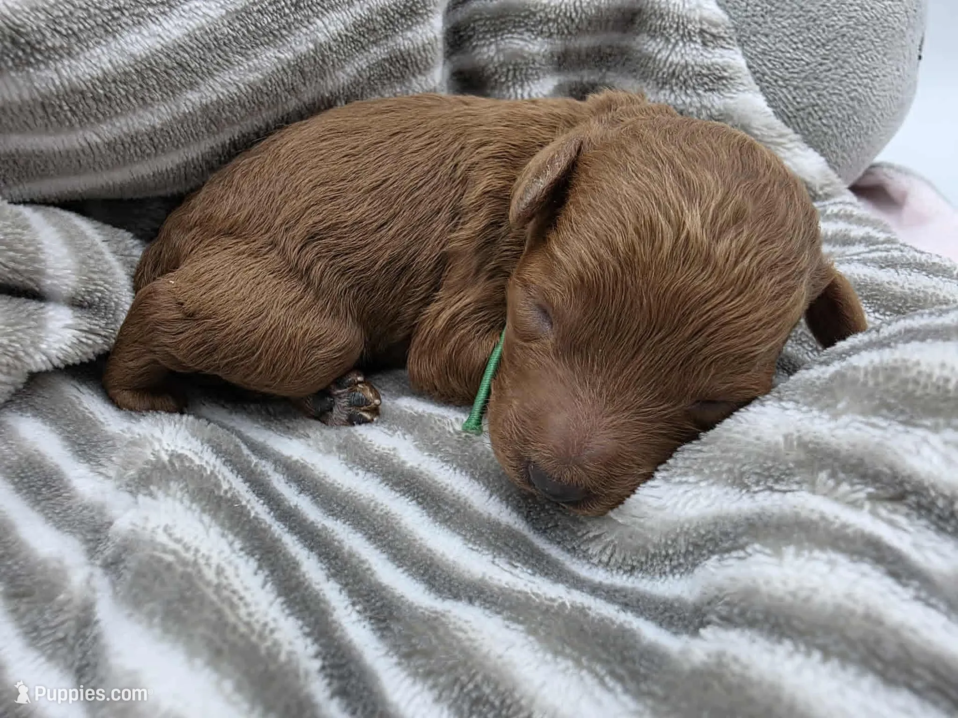 AKC Gus, a male Poodle - Toy  for sale in Danville, PA – Photo 4 of 10