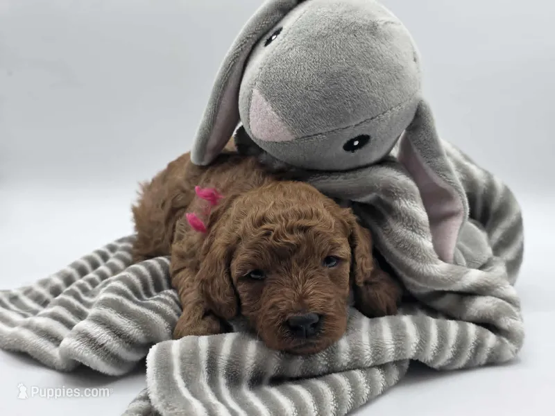 AKC Genevive – Poodle - Miniature  puppy for sale in Danville, PA