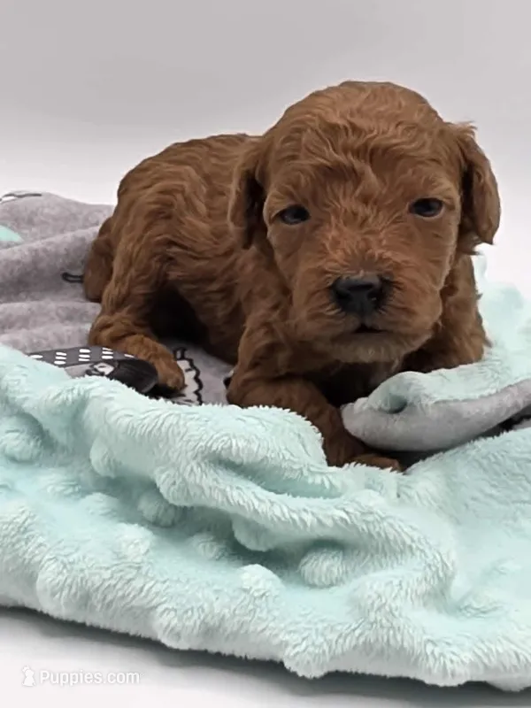AKC Gus – Poodle - Toy  puppy for sale in Danville, PA
