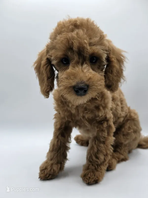AKC Milo – Poodle - Toy  puppy for sale in Danville, PA
