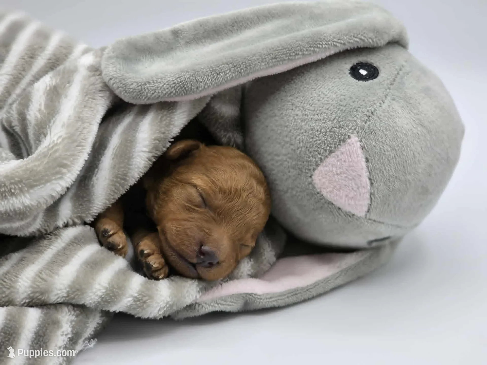 AKC Teddy, a male Poodle - Toy  for sale in Danville, PA – Photo 4 of 10