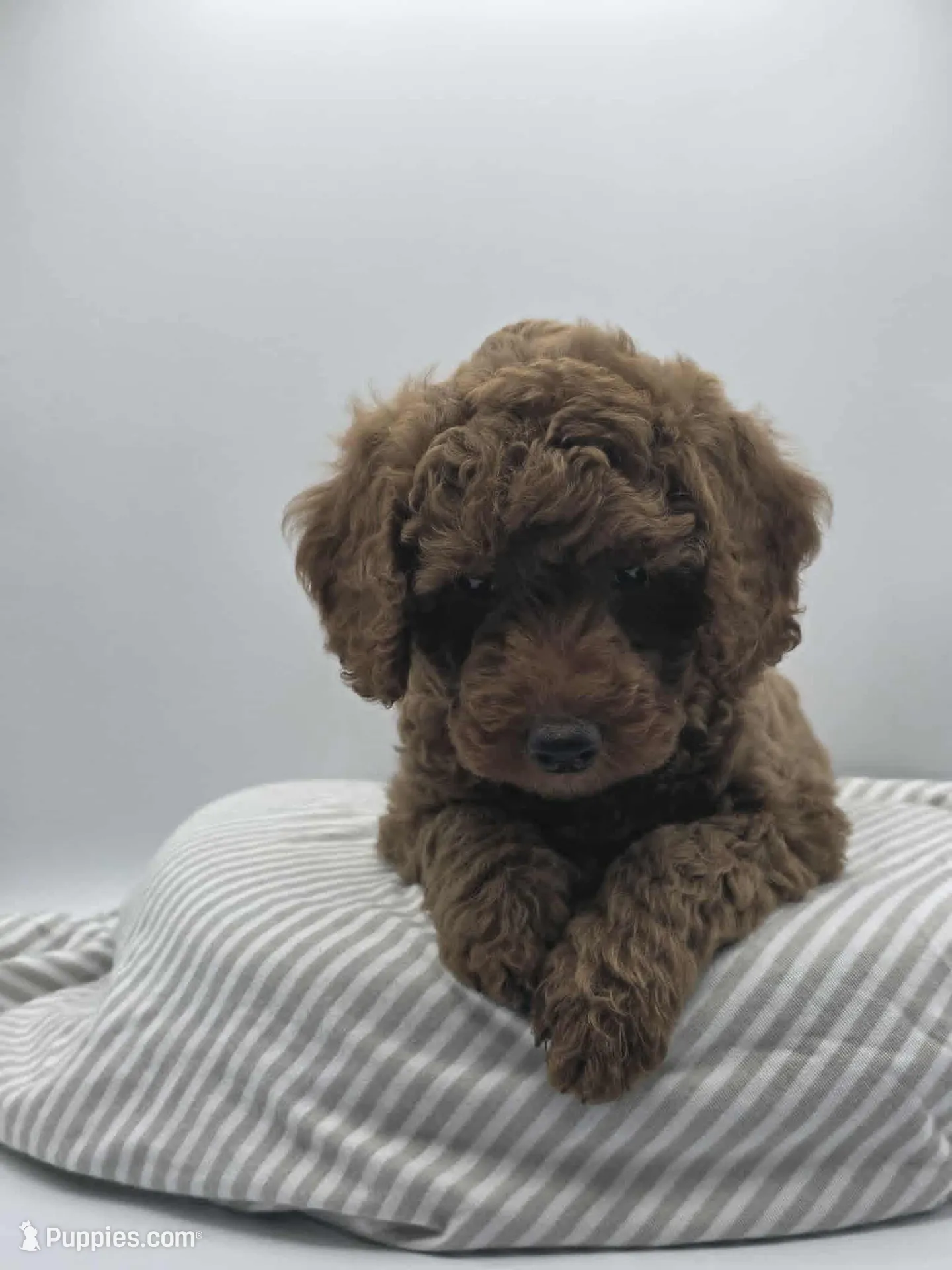 AKC Duke, a male Poodle - Miniature  for sale in Danville, PA – 1 of 10
