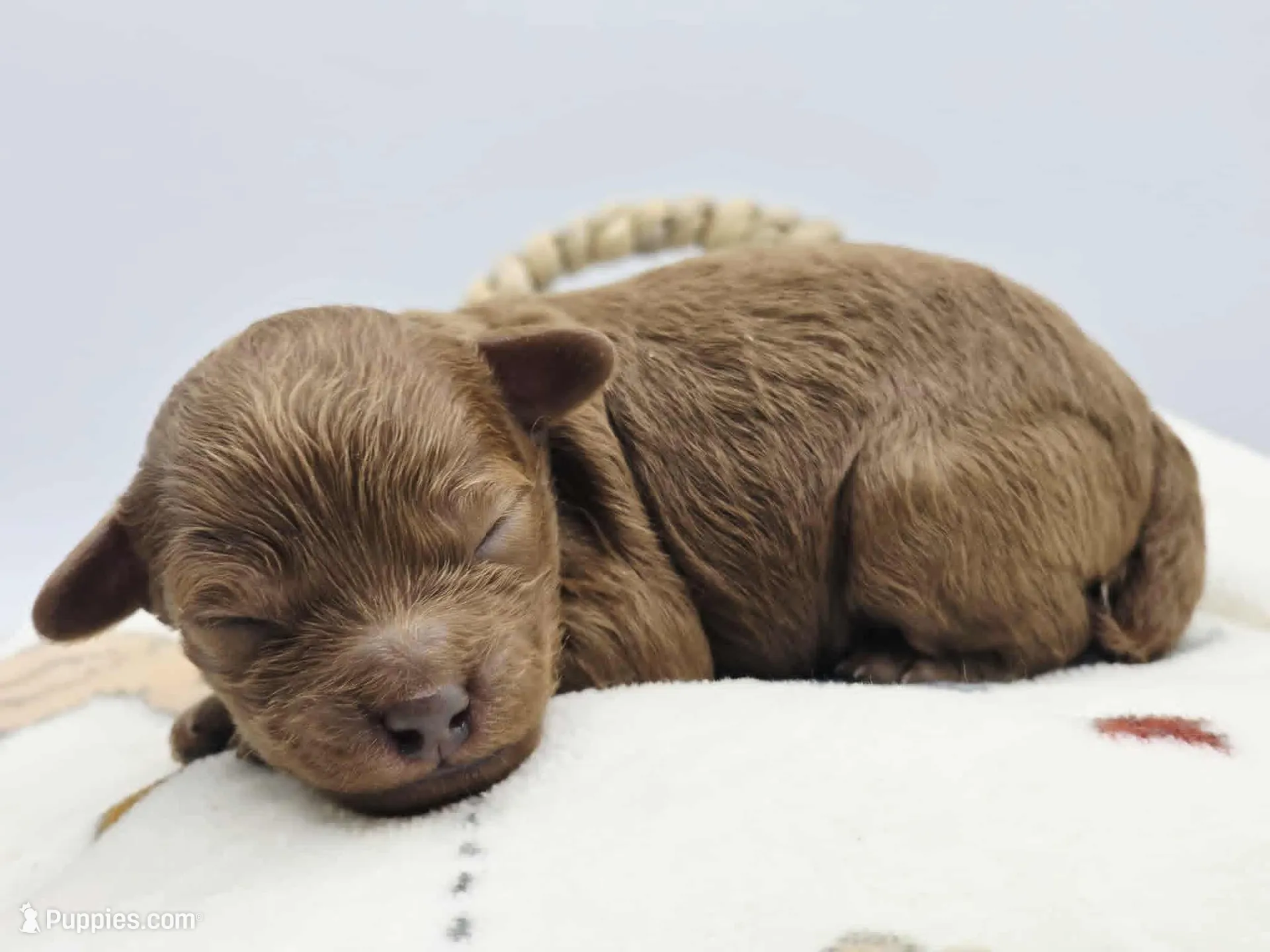 AKC Kingsley – Poodle - Toy  puppy for sale in Danville, PA