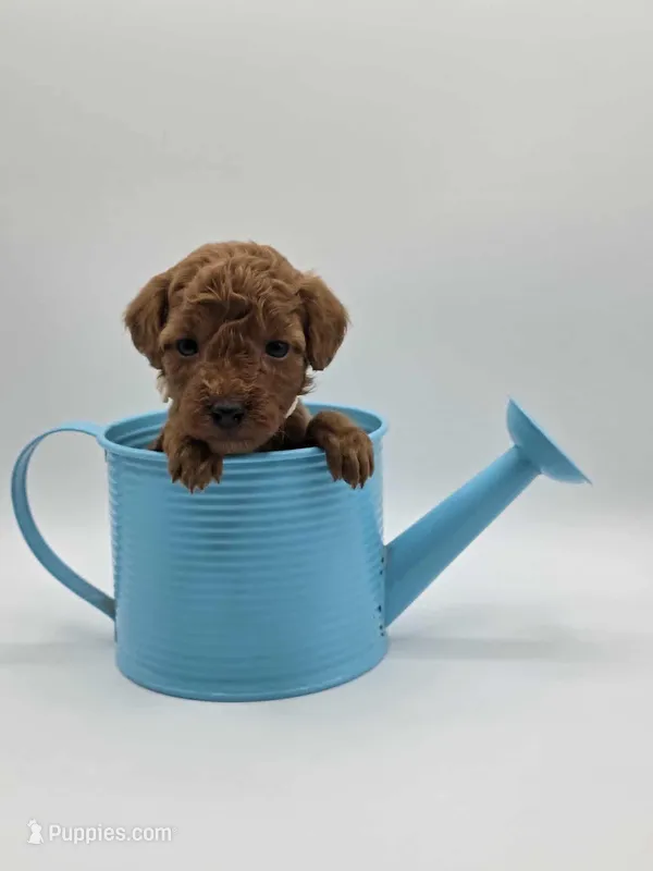 AKC Gus – Poodle - Toy  puppy for sale in Danville, PA