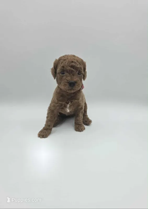 AKC Duchess – Poodle - Toy  puppy for sale in Danville, PA