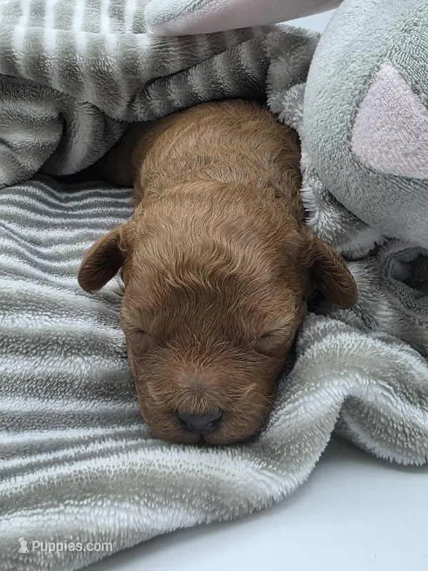 AKC Kingsley – Poodle - Toy  puppy for sale in Danville, PA