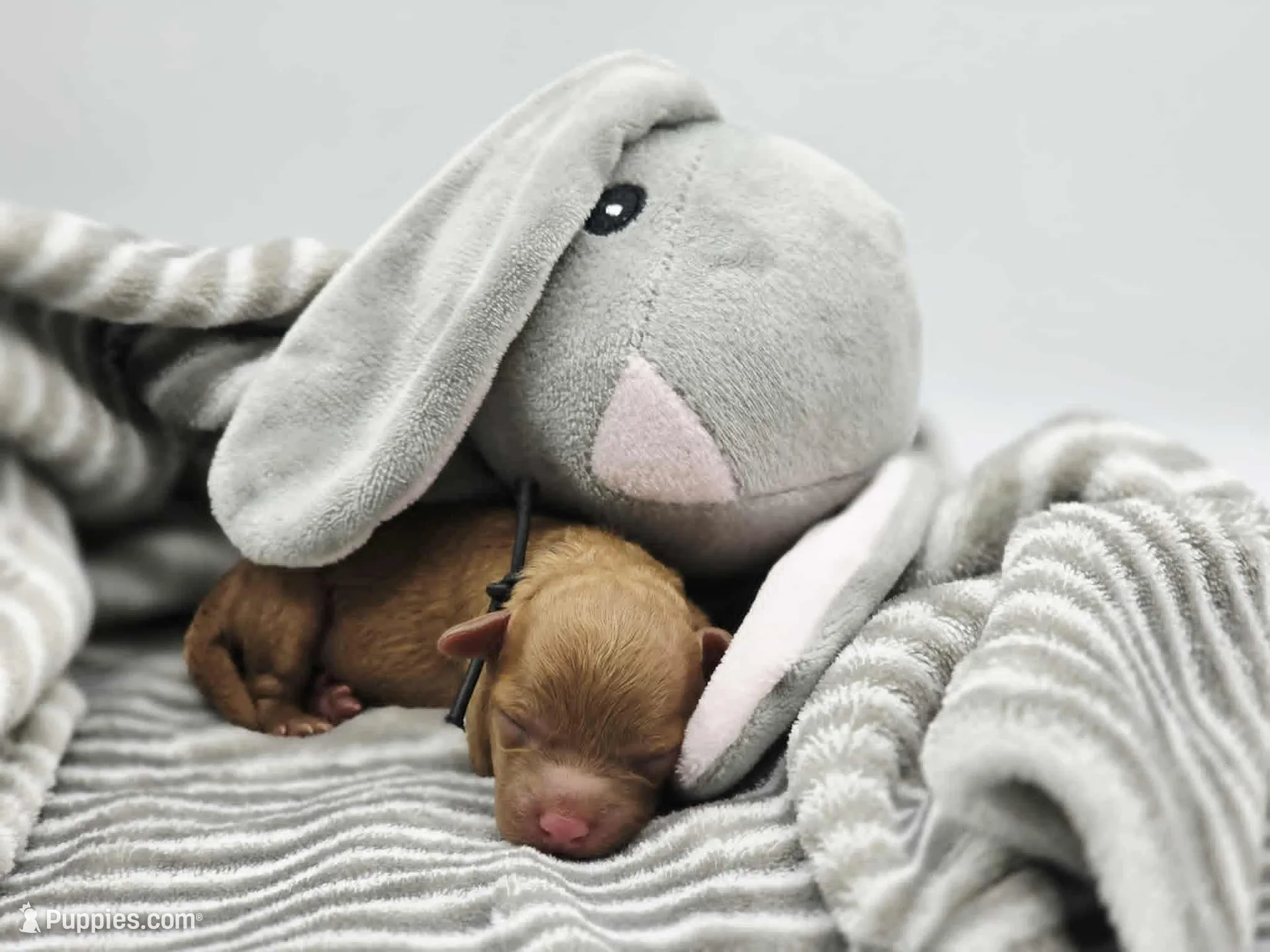 AKC Teddy, a male Poodle - Toy  for sale in Danville, PA – Photo 5 of 10