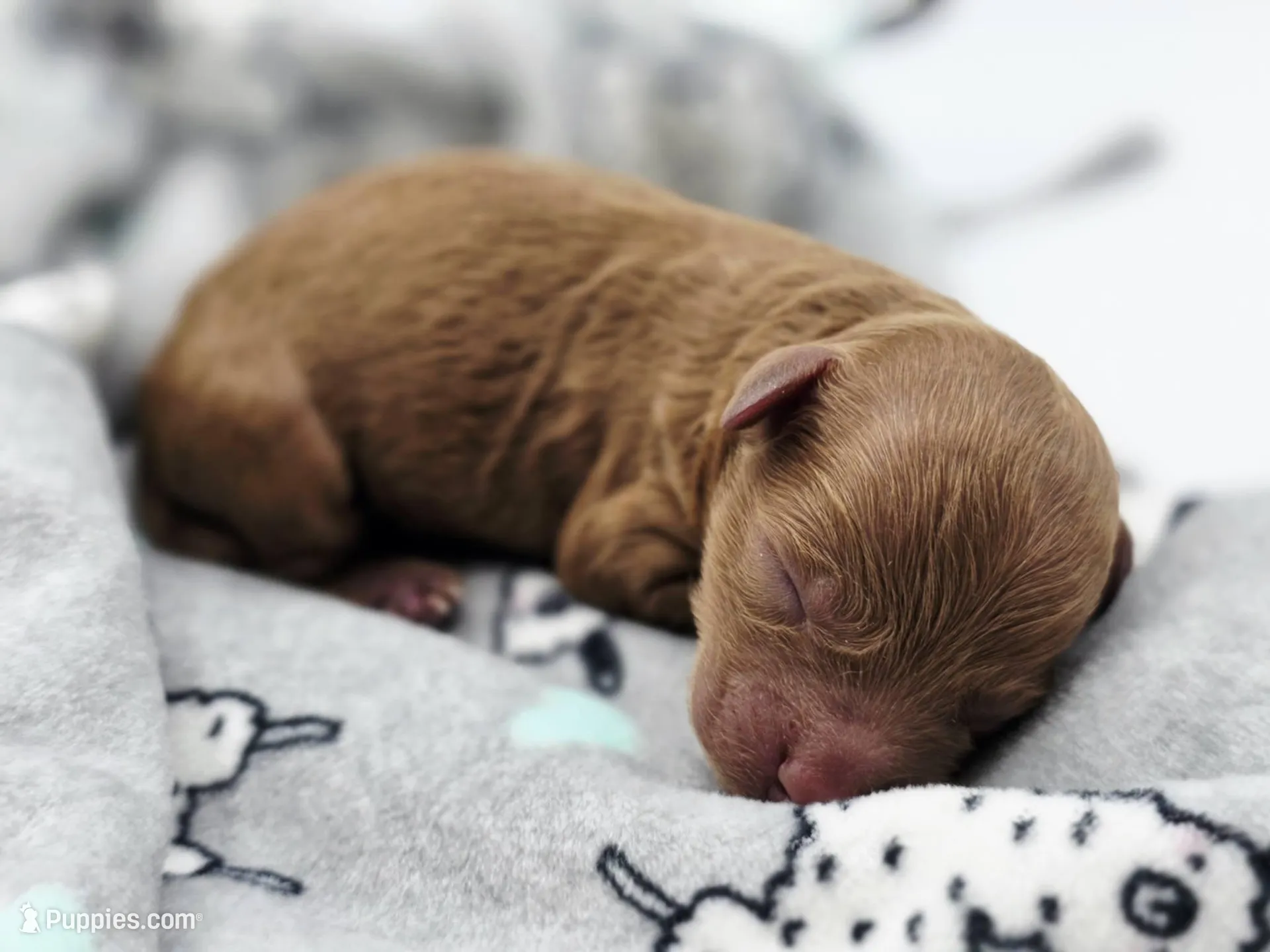 AKC Kingsley, a male Poodle - Toy  for sale in Danville, PA – Photo 3 of 10