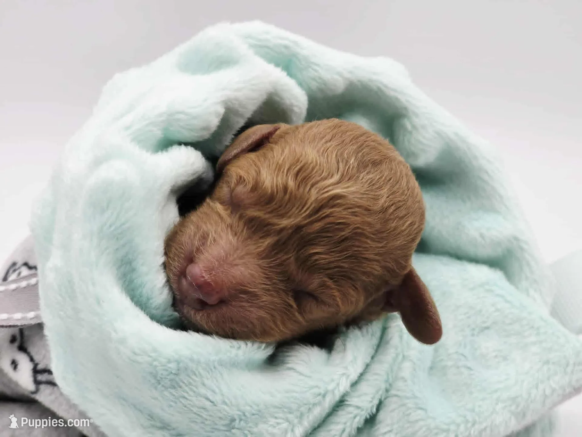 AKC Milo, a male Poodle - Toy  for sale in Danville, PA – Photo 5 of 10