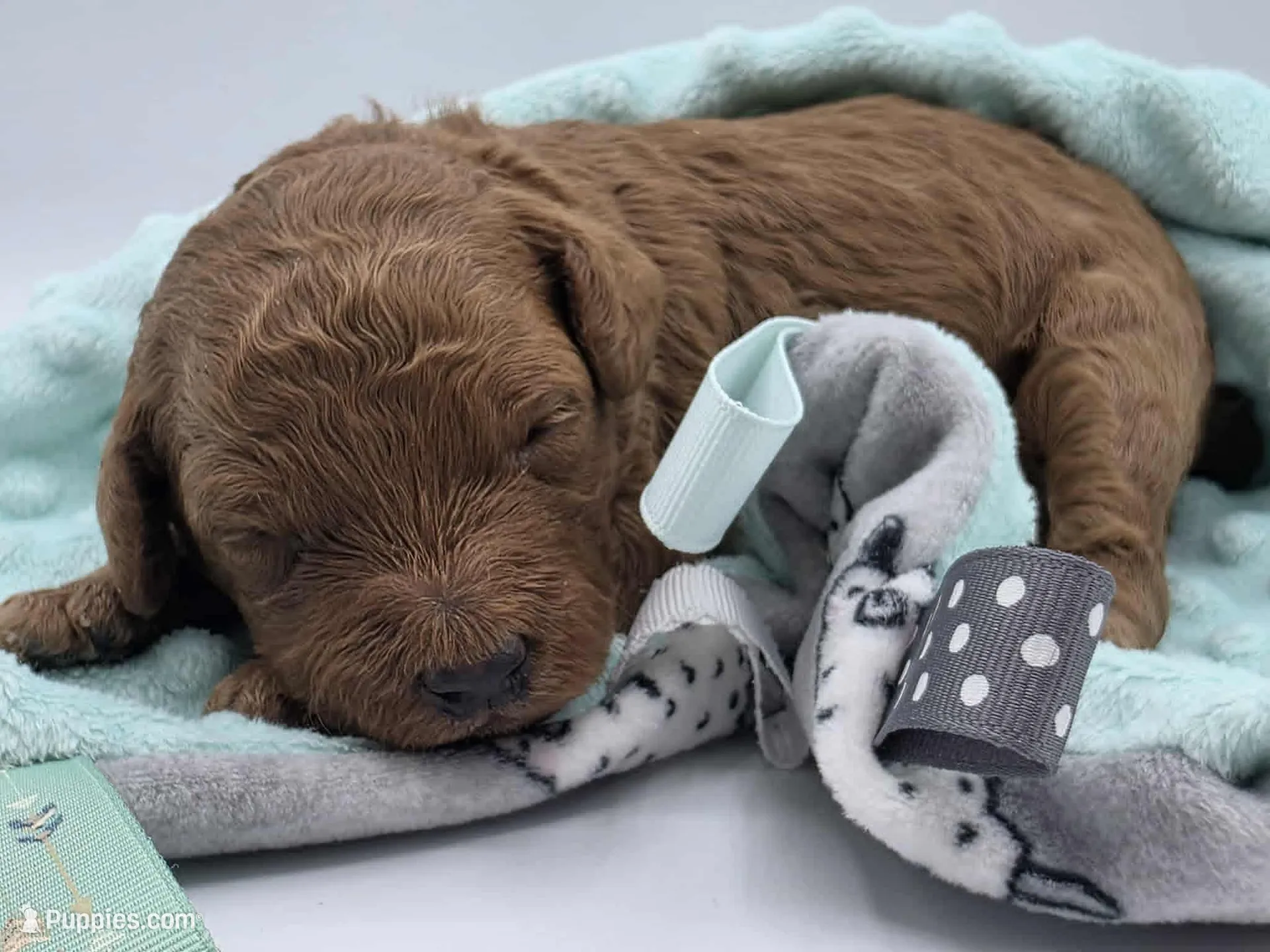 AKC Duke, a male Poodle - Miniature  for sale in Danville, PA – Photo 2 of 10