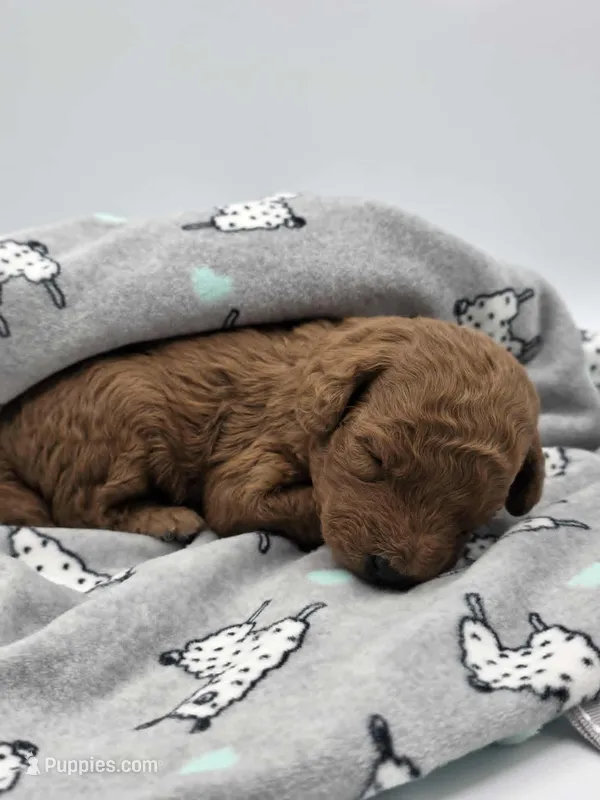 AKC Milo, a male Poodle - Toy  for sale in Danville, PA – Photo 1 of 10