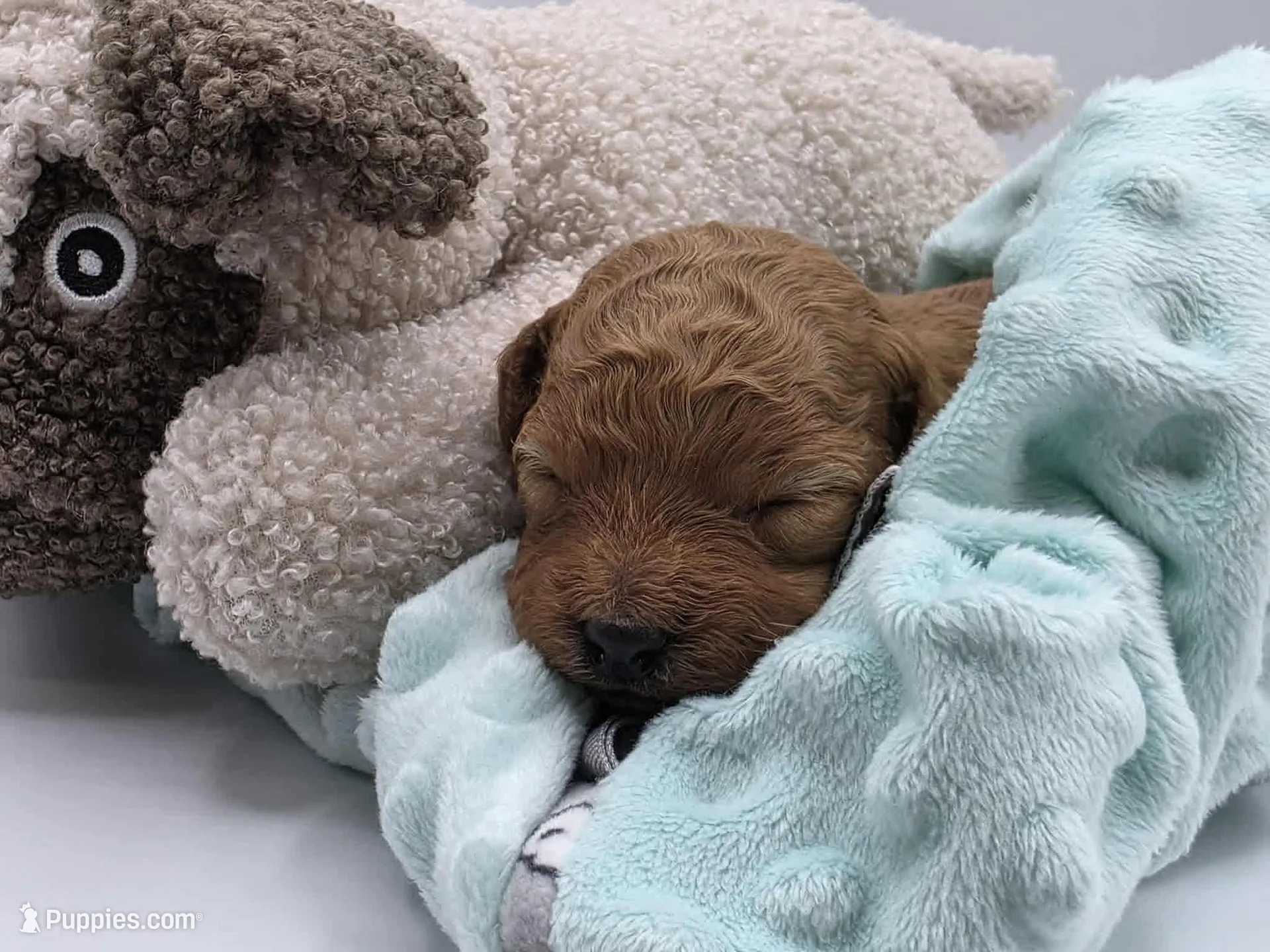 AKC Teddy, a male Poodle - Toy  for sale in Danville, PA – Photo 1 of 10