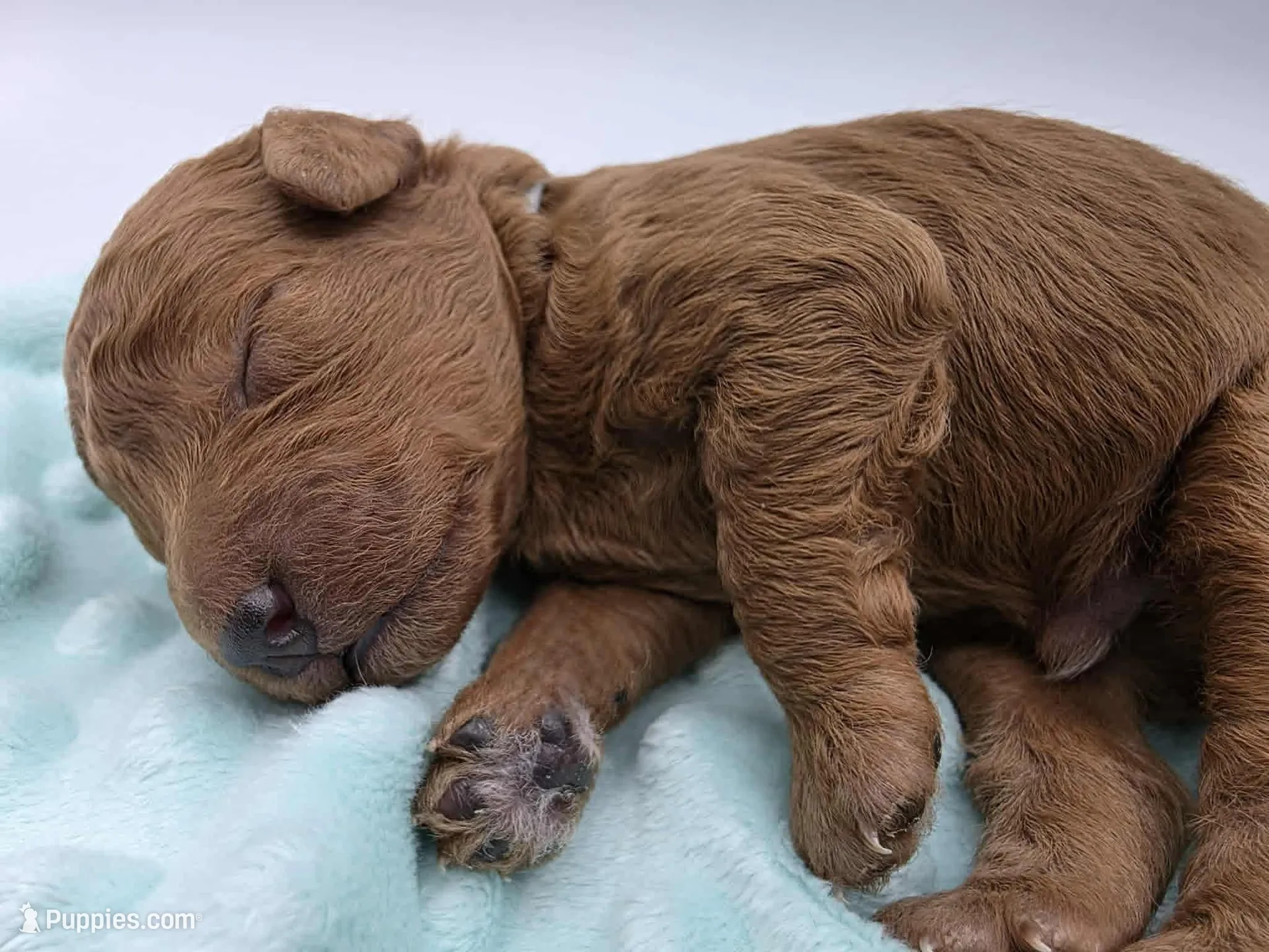 AKC Milo, a male Poodle - Toy  for sale in Danville, PA – Photo 4 of 10