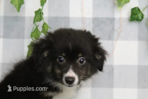Hanzo – Miniature Australian Shepherd puppy for sale in Marietta, GA
