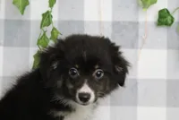 Hanzo, a male Miniature Australian Shepherd for sale in Marietta, GA – 1 of 1