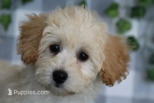 Mei – Maltipoo puppy for sale in Marietta, GA