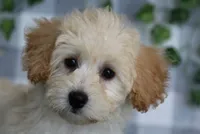 Mei, a female Maltipoo for sale in Marietta, GA – 1 of 1