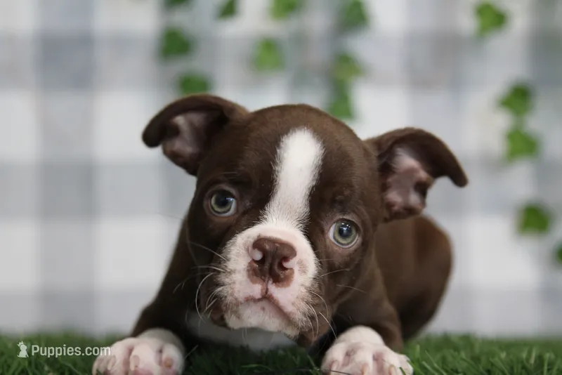 Solis – Boston Terrier puppy for sale in Marietta, GA