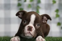 Solis, a male Boston Terrier for sale in Marietta, GA – 1 of 1