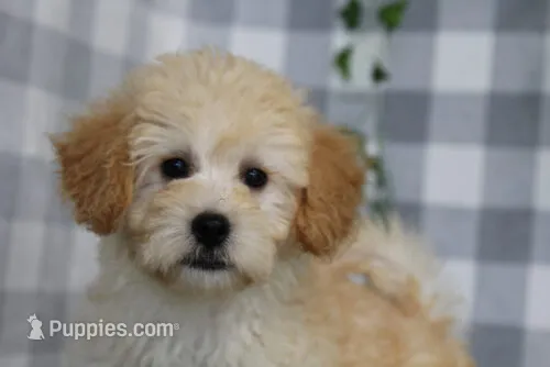 Simon – Maltipoo puppy for sale in Marietta, GA