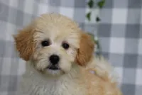 Simon, a male Maltipoo for sale in Marietta, GA – 1 of 1