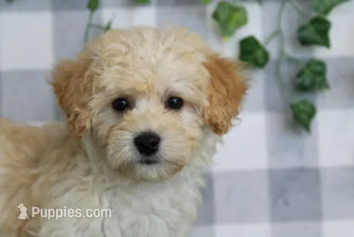 Sierra – Maltipoo puppy for sale in Marietta, GA