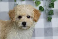 Sierra, a female Maltipoo for sale in Marietta, GA – 1 of 1