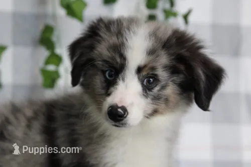Reaper – Miniature Australian Shepherd puppy for sale in Marietta, GA