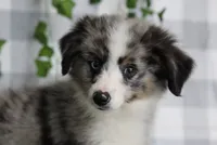Reaper, a male Miniature Australian Shepherd for sale in Marietta, GA – 1 of 1