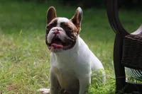 Winston, a male French Bulldog for sale in Lake Zurich, IL – 2 of 4