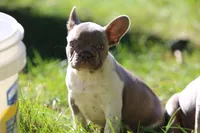 Bruno, a male French Bulldog for sale in Lake Zurich, IL – 4 of 4