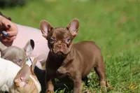 Ruby, a female French Bulldog for sale in Lake Zurich, IL – 3 of 4