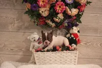 Luna, a female French Bulldog for sale in Lake Zurich, IL – 5 of 6