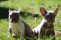 Boa, a male French Bulldog for sale in Lake Zurich, IL – 2 of 4