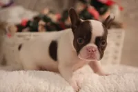 Bentley , a male French Bulldog for sale in Lake Zurich, IL – 4 of 5