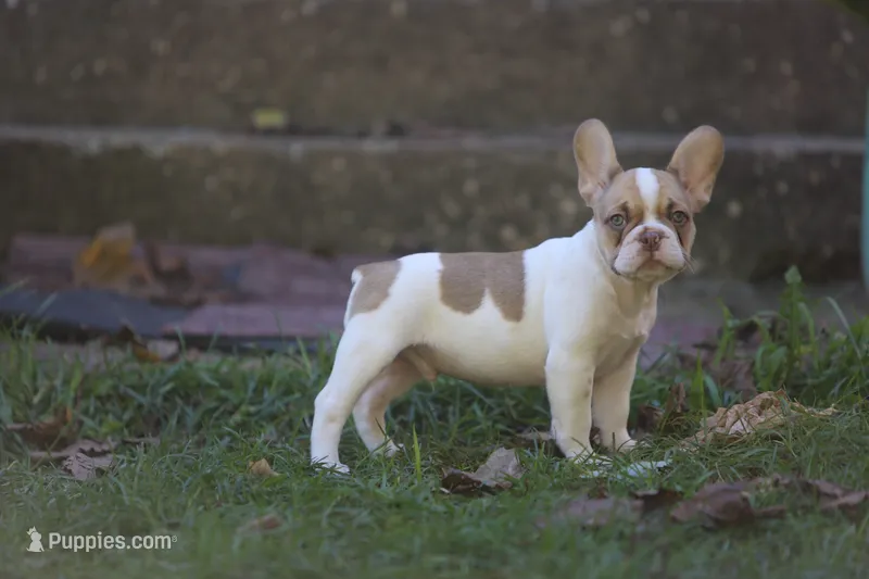 Casper – French Bulldog puppy for sale in Lake Zurich, IL