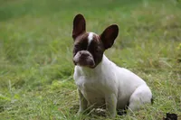 Luna, a female French Bulldog for sale in Lake Zurich, IL – 2 of 3
