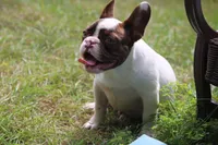 Winston, a male French Bulldog for sale in Lake Zurich, IL – 4 of 4