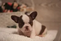 Bentley , a male French Bulldog for sale in Lake Zurich, IL – 5 of 5
