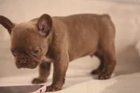 Winston, a male French Bulldog for sale in Lake Zurich, IL – 2 of 8