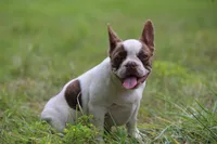 Bentley , a male French Bulldog for sale in Lake Zurich, IL – 3 of 4
