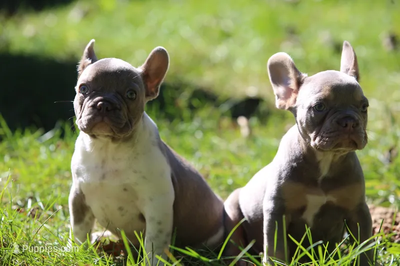 Bruno – French Bulldog puppy for sale in Lake Zurich, IL