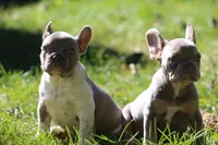 Bruno, a male French Bulldog for sale in Lake Zurich, IL – 1 of 4