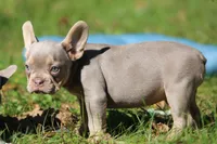 Boa, a male French Bulldog for sale in Lake Zurich, IL – 3 of 4