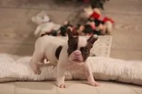 Bentley , a male French Bulldog for sale in Lake Zurich, IL – 2 of 5