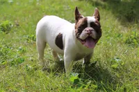 Winston, a male French Bulldog for sale in Lake Zurich, IL – 3 of 4