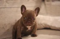 Winston, a male French Bulldog for sale in Lake Zurich, IL – 5 of 8