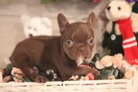 Winston, a male French Bulldog for sale in Lake Zurich, IL – 4 of 8