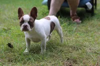 Bentley , a male French Bulldog for sale in Lake Zurich, IL – 4 of 4